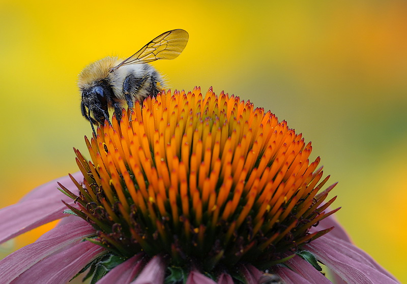 120709 Makro Blume Tiere D31_6068 Kopie.jpg